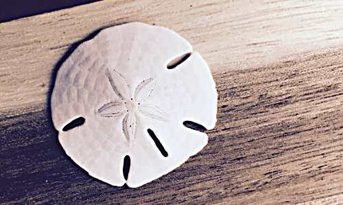 sanddollar