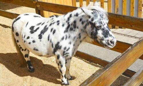 (Bild: Pexels / David Jia)