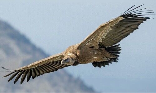 (Bild: Pexels / Jacques Barbary)