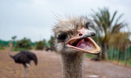 (Bild: Fabian Keller / Unsplash)