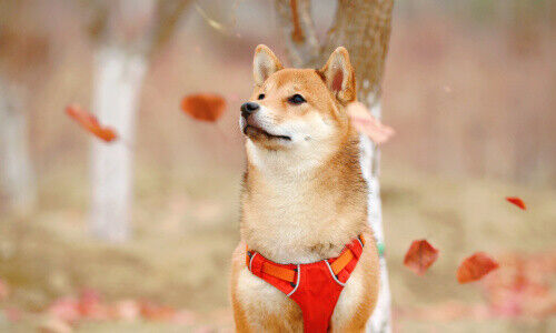 Ein Shiba Inu (Bild: Jaycee Xie / Unsplash)