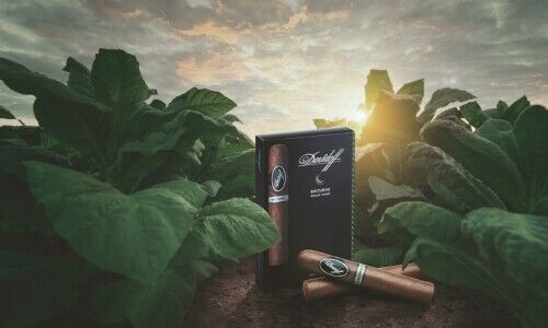 Tabake aus Brasilien, Ecuador und der Dominikanischen Republik. (Bild: zVg)