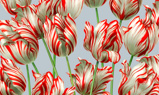 Tulpe «Augustus Semper»