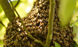 (Bild: Shutterstock)