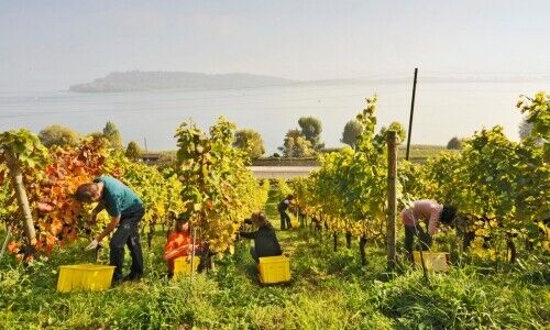 Weinlese am Bielersee. (Bild: Biel Seeland, Stefan Weber)