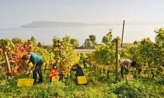Weinlese am Bielersee. (Bild: Biel Seeland, Stefan Weber)