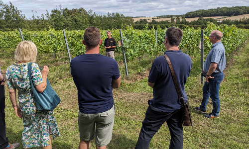 Saffron Grange Vineyard 5555